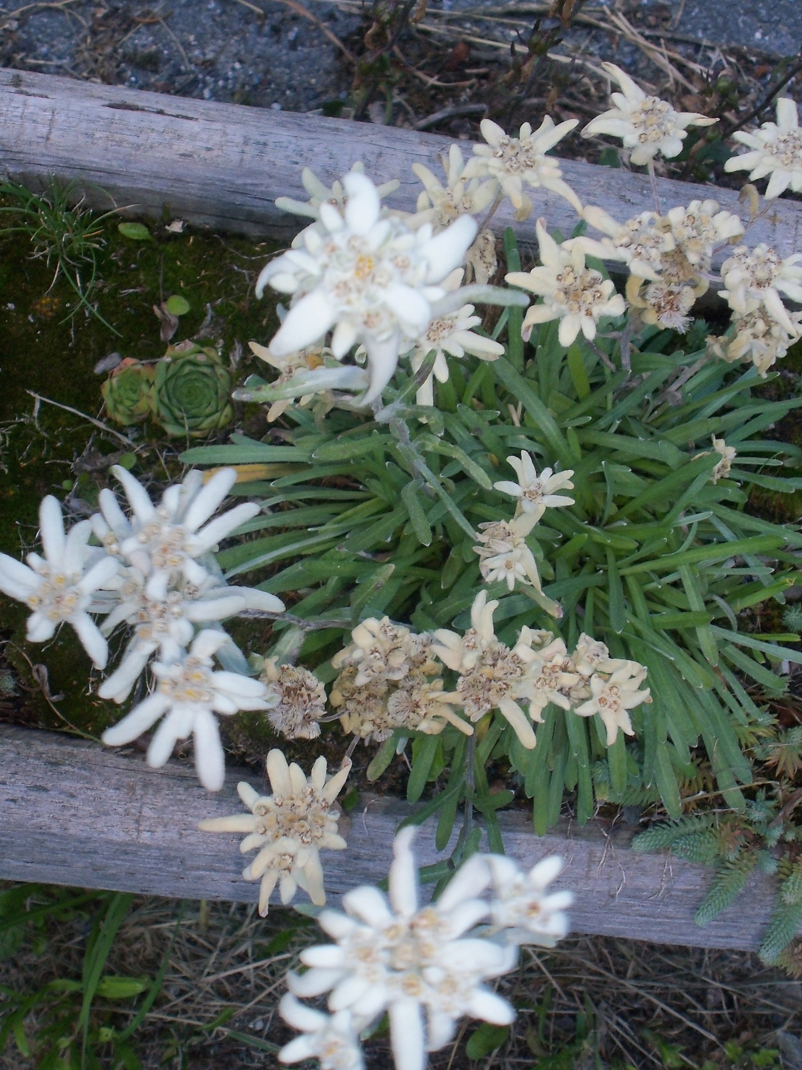 univers dédié aux aménagements du jardin et des espaces verts