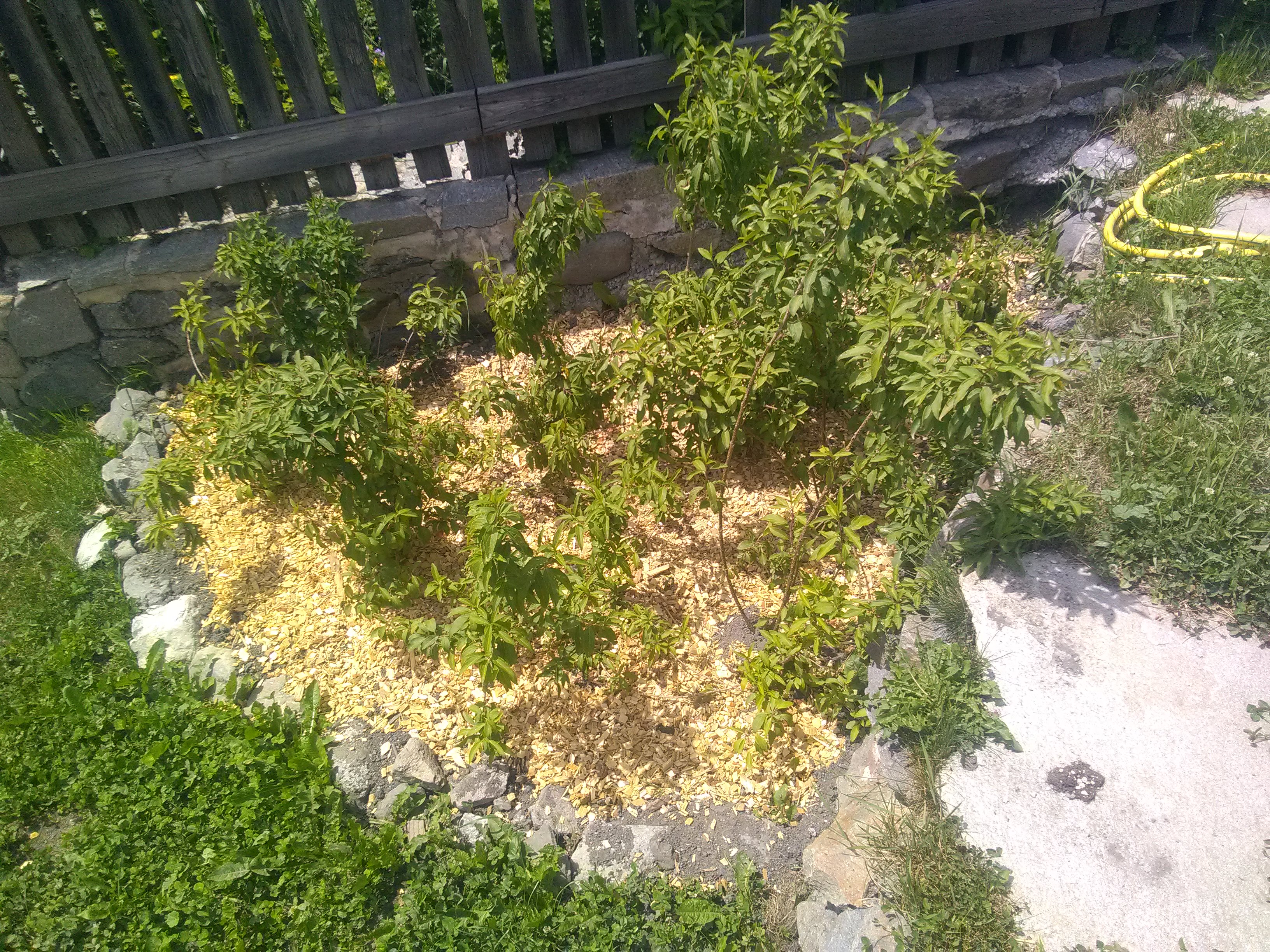 Etude et aménagement de jardin